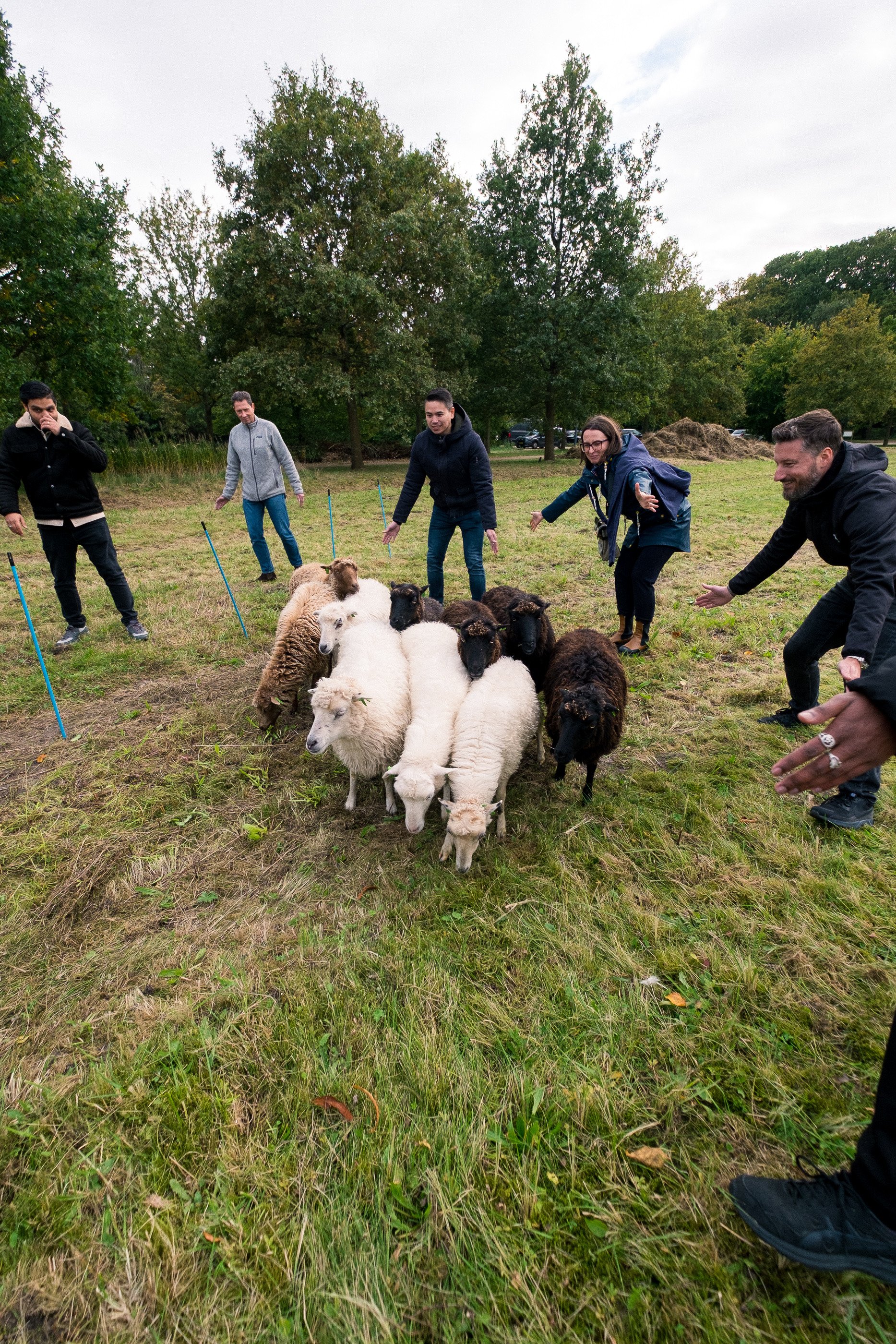 sheep at Eye